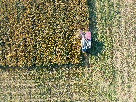 Sorghum Harvest in Lianyungang