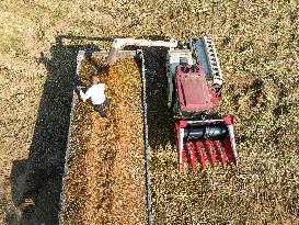 Sorghum Harvest in Lianyungang