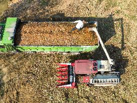 Sorghum Harvest in Lianyungang