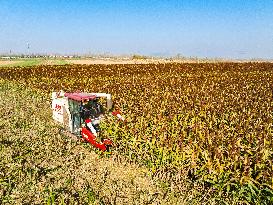 Sorghum Harvest in Lianyungang