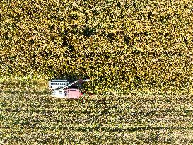 Sorghum Harvest in Lianyungang