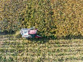 Sorghum Harvest in Lianyungang