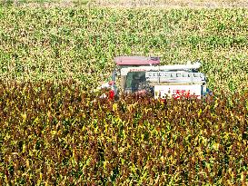 Sorghum Harvest in Lianyungang