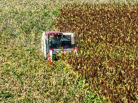 Sorghum Harvest in Lianyungang