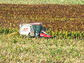 Sorghum Harvest in Lianyungang