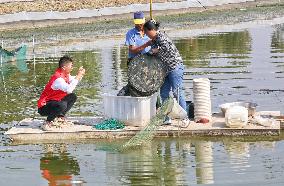 Farmer Sells Crabs Via a Live Webcast in Haian