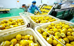 Fresh Fruits Vegetables Lyophilized Production Line in Zhangye