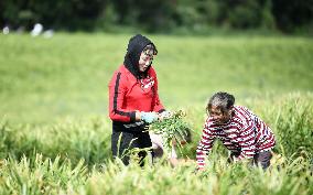 Farmers Harvest Ginger in Qianxinan