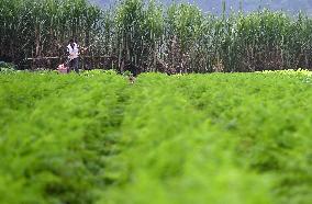 Winter Agriculture in Neijiang