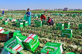 Agriculture Harvest in Qingzhou