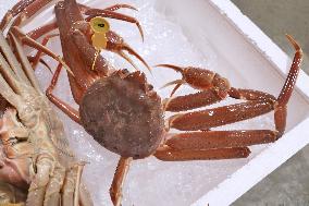 Season's 1st catch of Echizen crabs