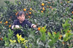 Farmers Pick Navel Oranges in Qiandongnan