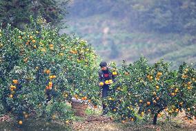 Farmers Pick Navel Oranges in Qiandongnan