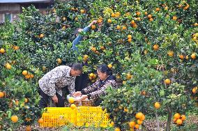 Farmers Pick Navel Oranges in Qiandongnan