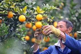 Farmers Pick Navel Oranges in Qiandongnan