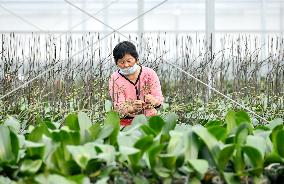 Smart Glass Greenhouse in Suqian