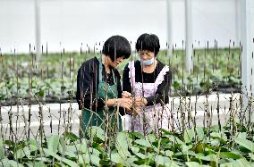 Smart Glass Greenhouse in Suqian