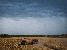 Corn Harvest - Illinois