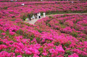 Tourists Enjoy Triangular Plum Blossom in Nanning