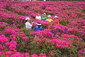 Tourists Enjoy Triangular Plum Blossom in Nanning