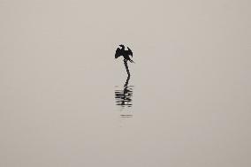 A Cormorant Rests By The Waters - Ajmer