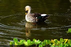 Indian Spot-Billed Duck - Ajmer
