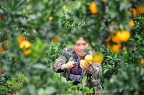 Farmers Pick Navel Oranges in Qiandongnan
