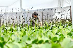 Smart Glass Greenhouse in Suqian