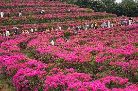 Tourists Enjoy Triangular Plum Blossom in Nanning