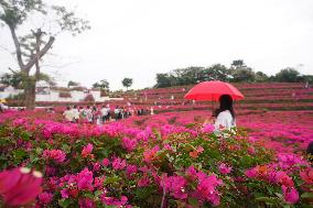 Tourists Enjoy Triangular Plum Blossom in Nanning