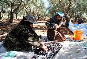 SYRIA-DAMASCUS-OLIVE-HARVEST