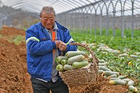 Radishes Harvest in Yantai
