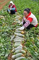 Radishes Harvest in Yantai