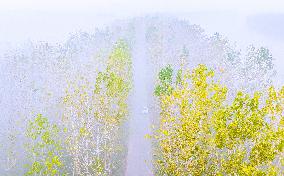 Poplar Trees in The Misty Morning Mist