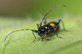 Flower Long-horn Beetle