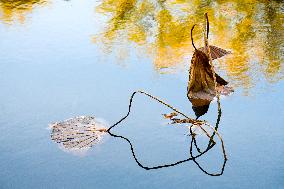 Remaining Lotus in The Lotus Pond of The Summer Palace in Beijing