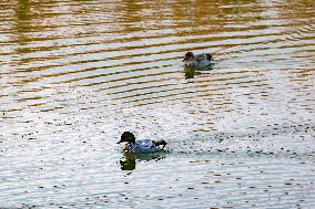 Waterbirds Live in Tangdao Bay Wetland in Qingdao