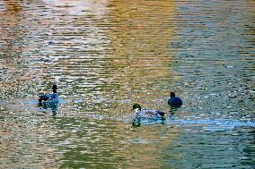 Waterbirds Live in Tangdao Bay Wetland in Qingdao