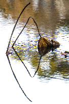 Remaining Lotus in The Lotus Pond of The Summer Palace in Beijing