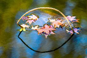 Remaining Lotus in The Lotus Pond of The Summer Palace in Beijing