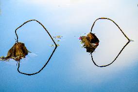 Remaining Lotus in The Lotus Pond of The Summer Palace in Beijing