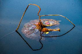 Remaining Lotus in The Lotus Pond of The Summer Palace in Beijing