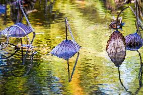 Remaining Lotus in The Lotus Pond of The Summer Palace in Beijing