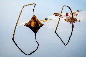 Remaining Lotus in The Lotus Pond of The Summer Palace in Beijing