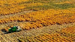 Millet Harvest in Zhangye