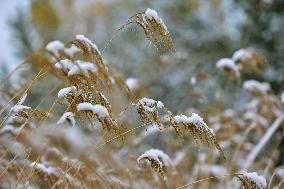 The First Snow in Qingzhou