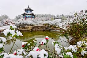 The First Snow in Qingzhou