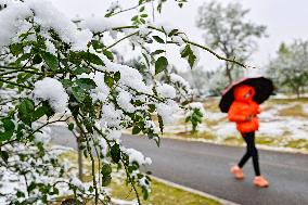 The First Snow in Qingzhou