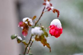 The First Snow in Qingzhou