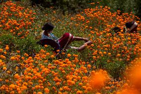 NEPAL-KATHMANDU-TIHAR-MARIGOLD FLOWERS